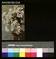 藏品(日治臺灣植物胡蝶蘭明信片)的圖片